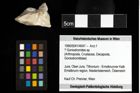 Foto (Objekt + Etiketten) von ? Goniodromites sp. 